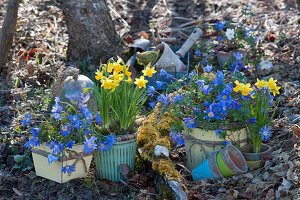 Pot arrangement in the garden with daffodils and ray anemones