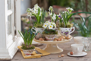 Milchstern, Traubenhyazinthen, Primel und Krokus in Oma's Tassen gepflanzt als Tischdekoration