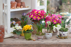 Frühlingsdeko mit Primeln, Traubenhyazinthen, Krokus und Milchstern