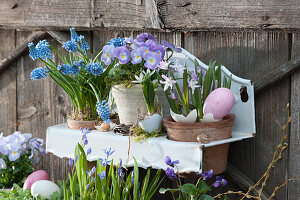 Pots decorated with rock violet Rocky 'Lavender Blush', grape hyacinth and snow pride in wall hangings for Easter
