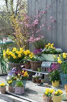 Frühlingsterrasse mit Narzissen, Zierkirsche, Kornelkirsche, Tulpen, Goldlack, Traubenhyazinthen und Gämskresse 'Ice Cube'