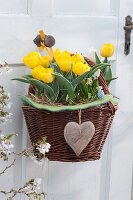 Gelbe Darwin-Tulpen 'Garant' im Korb mit Herz Anhänger