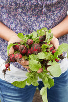 Hands holding freshly harvested radishes