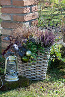 Basket with heather, ivy, coral bells and sedge, decorated with balls