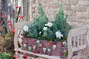 Holzkasten weihnachtlich mit Pinien, Christrosen und Lavendel, dekoriert mit Christbaumschmuck, Hagebutten und Zieräpfeln