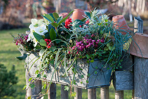Winterlich bepflanzter Kasten mit Torfmyrte, Skimmia, Christrose, Efeu, Segge, Lavendel und Drahtwein