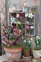 Lenten rose and snowdrops in pots, flowers in jars in type cases