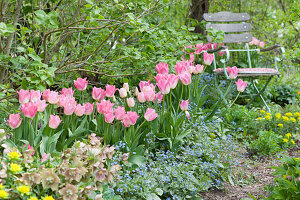 Gartenstuhl im Frühlingsbeet mit Tulpen 'Dynasty', Gedenkemein, Wolfsmilch und Lenzrose