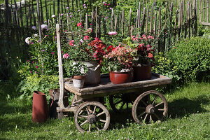 Various potted plants on old pull-along cart in summery cottage garden