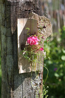 Geranium in small glass vase on wooden board decorating summer garden