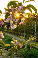 Apple blossom in the morning sun