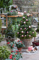 Sugar loaf spruce decorated as a Christmas tree with baubles and fairy lights