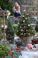 Sugar loaf spruce decorated as a Christmas tree with baubles and fairy lights