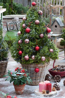 Zuckerhutfichte als Weihnachtsbaum mit Kugeln und Lichterkette geschmückt