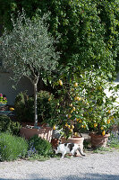 Olivenbaum und Zitronenbäumchen in Terracottatöpfen an der Terrasse, Katze