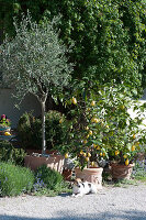 Olivenbaum und Zitronenbäumchen in Terracottatöpfen an der Terrasse, Hund Zula