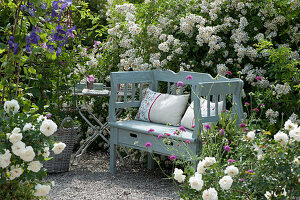 A wooden bench in front of a rose garden with many flowers