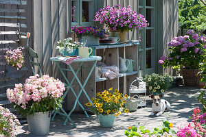 Sommer-Terrasse mit Petunie 'Raspberry Star' 'French Vanilla' 'Caramel', Bartfaden 'Pentastic Rose' Elfensporn, Zauberglöckchen und Hortensie, Hund Zula