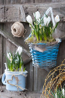 Rural spring decoration with crocus and grape hyacinth in a basket and enamel pot
