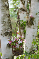 Korb für hängende Dekoration aus Weidenzweigen selbermachen: Strauß aus Apfelblüten im Korb an Birke gehängt