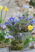 Vorfrühling in bepflanzten Backformen mit Narzissen, Krokus und Strahlenanemone
