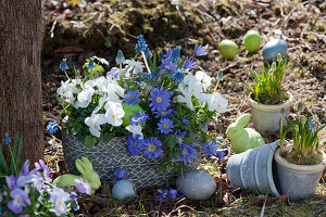 Small Easter decorations in the garden with Balkan anemone, horned violets, and grape hyacinths in pots