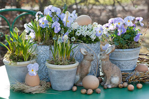 Easter arrangement with grape hyacinths, horned violets 'Rocky Lavender Blush' and candytuft