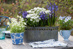 Blau-weiße Frühlingsdekoration mit Hyazinthen, Schleifenblume, Hornveilchen und Moossteinbrech