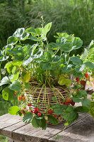 Strawberry plant bearing fruit in a basket