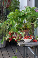 Erdbeerpflanze mit Früchten in Tontopf