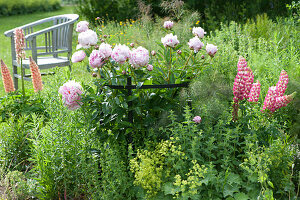 Pfingstrose und Lupinen im Staudenbeet