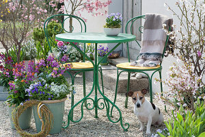 Kleine Sitzgruppe auf Terrasse mit Frühlingsblumen und Hund Zula
