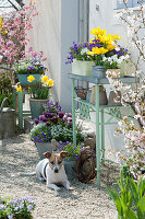 Spring terrace with tulips, daffodils and flowering perennials, dog Zula
