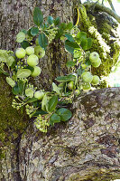 Wreath of apple branches and green viburnum berries in the fork of a tree