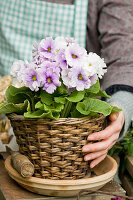 Hands holding lilac primula planting in basket