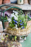 Siberian squill, grape hyacinths and thyme in wreath of straw