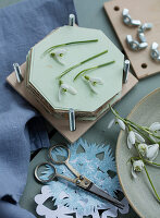 Snowdrops are pressed in a flower press