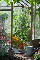 Tomatoes and nasturtium in the greenhouse