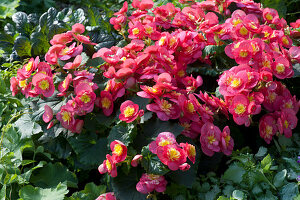Begonias 'Valentino Pink' as summer flowers in the bed
