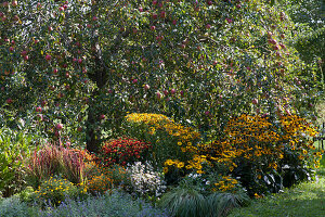 Blooming late summer - perennial bed in front of an apple tree