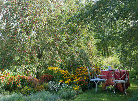 Small seat in the garden next to the perennial bed and apple tree