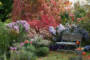 Seating in the autumn garden with asters, fountain grass, Burning bush, and dahlia