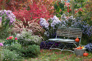 Seating in the autumn garden with asters, feather bristle grass, cork ledge spindle bush and dahlia