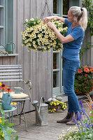 hanging basket with petunia Beautical 'French Vanilla', woman cleaning out dead flowers