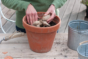 Plant the Mignon Dahlia 'Sneezy' in a clay pot, place the dahlia bulb on the bottom