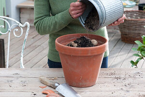 Plant the Mignon Dahlia 'Sneezy' in a clay pot, cover the dahlia bulb with soil