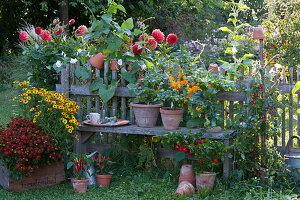 Topf-Arrangement am Gartenzaun mit Sonnenbraut, Chili-Pflanzen und Tomate, Beet mit Dahlien und Prunkwinde