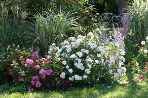 Floribunda 'Brautzauber' and Heidetraum roses, giant cane, ​and Chinese silver grass