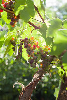 Grapes on the vine