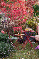 Sitzplatz im Herbstgarten am Beet mit Aster, Spindelstrauch, Ahorn, Rispenhortensie und Federborstengras